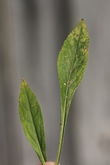 Solidago porteri