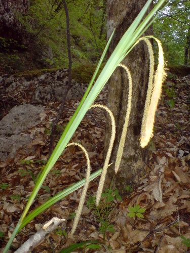 Carex agastachys (Carex agastachys)