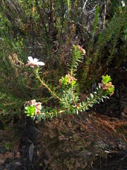 Adenandra gummifera