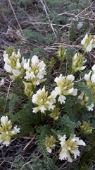 Oxytropis muricata