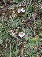 Bellis perennis