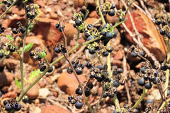 Solanum africanum