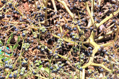 Solanum africanum