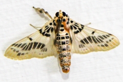 Dichocrocis