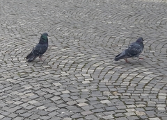 Columba livia domestica