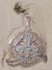 Pseudorhiza haeckeli