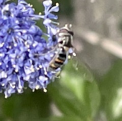 Pseudoscaeva diversifasciata