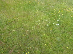 Rytidosperma unarede