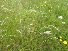 Rytidosperma unarede