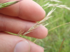 Rytidosperma unarede