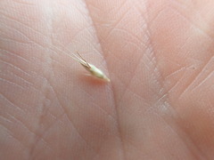 Rytidosperma unarede