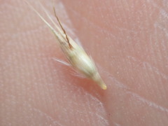 Rytidosperma unarede