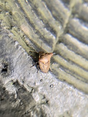 Alcimocoris japonensis