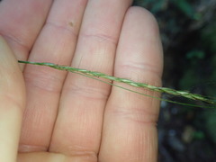 Carex horizontalis