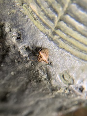 Alcimocoris japonensis