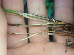 Carex horizontalis