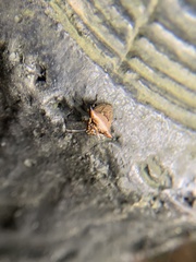 Alcimocoris japonensis