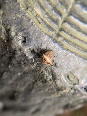 Alcimocoris japonensis