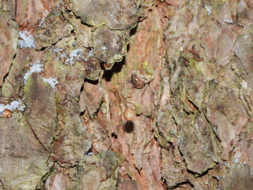 Dviskiautis šeriuotvoris