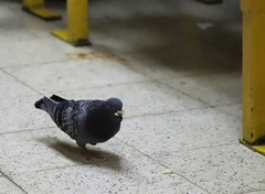 Columba livia