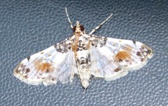 Analyta calligrammalis