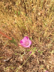 Clarkia williamsonii