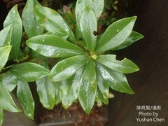 Daphne kiusiana