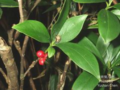 Daphne kiusiana