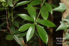 Daphne kiusiana