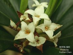 Daphne kiusiana