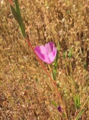 Clarkia williamsonii