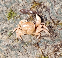 Paragrapsus quadridentatus