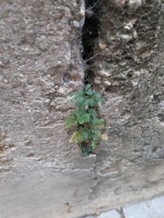 Asplenium ruta-muraria
