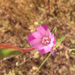 Clarkia williamsonii