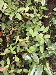 Berberis hayatana