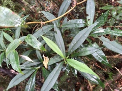 Symplocos wikstroemiifolia