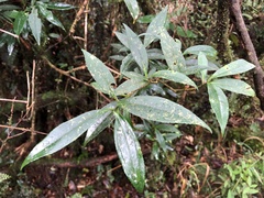 Symplocos wikstroemiifolia