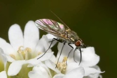 Phthiria pulicaria