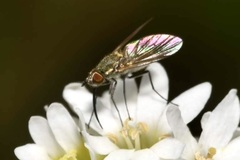 Phthiria pulicaria