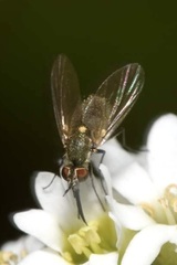 Phthiria pulicaria