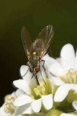 Phthiria pulicaria