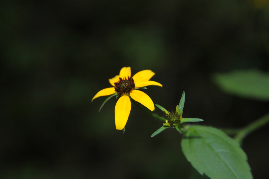Rudbeckia triloba pinnatiloba from Demopolis, AL on June 15, 2013 at 08