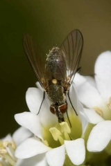 Phthiria pulicaria