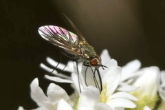 Phthiria pulicaria
