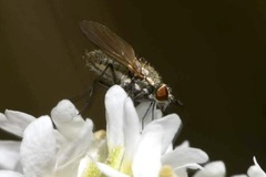 Phthiria pulicaria