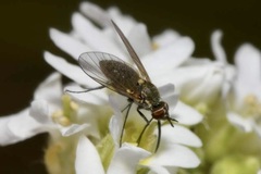 Phthiria pulicaria