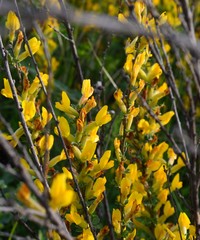Chamaecytisus ruthenicus