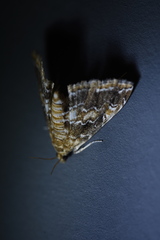 Elophila turbata