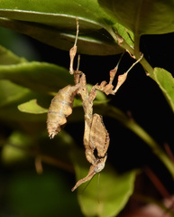 Phyllocrania