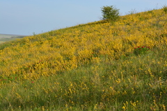 Chamaecytisus ruthenicus